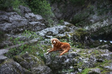 Şelalenin oradaki dağlarda bir taşın üzerindeki köpek. Nova Scotia ördek avcısıyım.