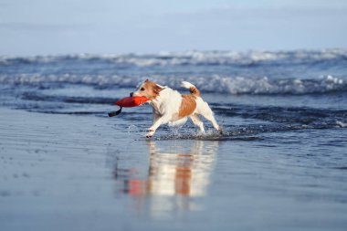 Suda kırmızı bir oyuncakla koşan köpek. Jack Russell Terrier denizde. Aktif evcil hayvan, tatil.