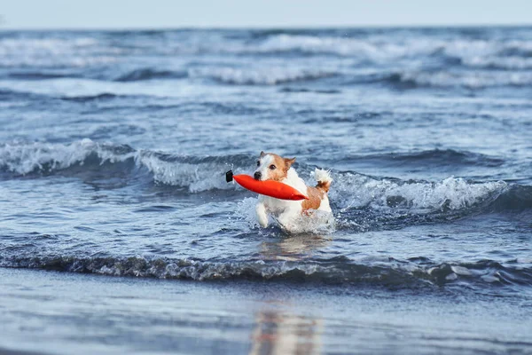 Dog Running Red Toy Water Jack Russell Terrier Sea Active — Stock Photo, Image