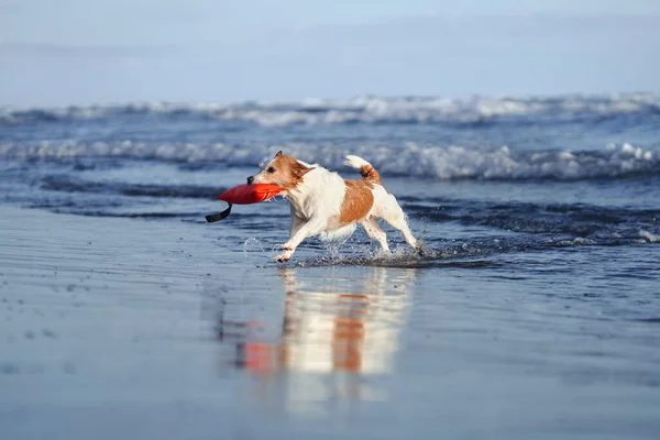 狗在水里带着一个红色的玩具跑着 杰克罗素Terrier在海上 在室外活动的宠物 — 图库照片