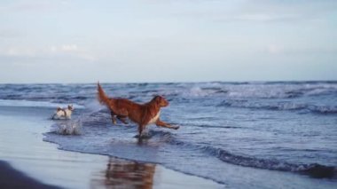 Kumsaldaki kırmızı köpek. Nova Scotia ördek gişesi av köpekleri kum ve suyla çalışır. Evcil bir hayvanla tatile. Köpek oyuncak taşıyor.