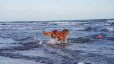 Kumsaldaki kırmızı köpek. Nova Scotia ördek gişesi av köpekleri kum ve suyla çalışır. Evcil bir hayvanla tatile. Köpek oyuncak taşıyor.