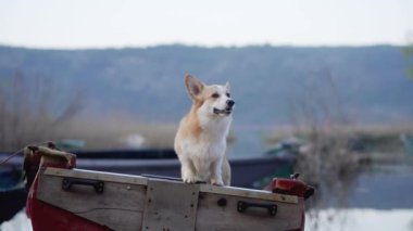 Teknedeki köpek. Komik kırmızı beyaz Corgi Pembroke güvertede oturuyor. Doğadaki bir evcil hayvan
