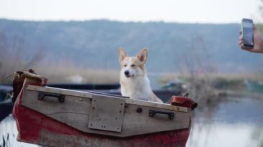 Teknedeki köpek. Komik kırmızı beyaz Corgi Pembroke güvertede oturuyor. Doğadaki bir evcil hayvan