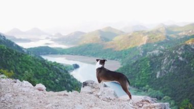 Köpek bir tepenin üzerinde duruyor ve nehre bakıyor. Doğada kayaların karışımı, dağlardaki suyun yanında. Bir evcil hayvanla macera