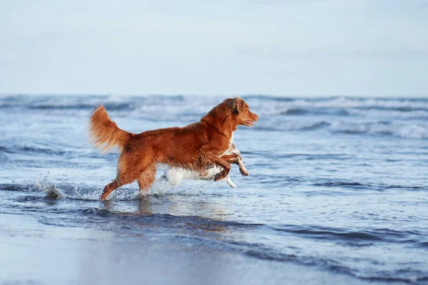 Kumsaldaki Köpek Nova Scotia Ördek Gişesi Köpekleri Kum Suyla Çalışır — Stok fotoğraf