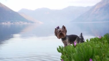 Köpek mavi dağların arka planında setin üzerinde. Şirin ve küçük Yorkshire teriyeri güneşin doğuşunda suyun yanında.. 
