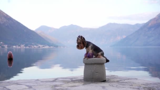 Dog Embankment Backdrop Blue Mountains Cute Little Yorkshire Terrier Nature — Stock Video