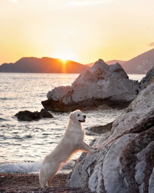 Denizde gün batımında güzel bir köpek. Doğadaki Golden Retriever. Yürüyüşe çıkmış bir hayvan.