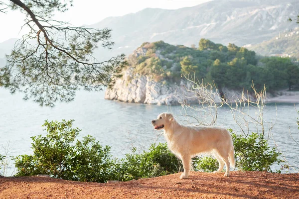 Собака Тлі Моря Островів Гір Золотий Ретривер Тлі Красивого Пейзажу — стокове фото