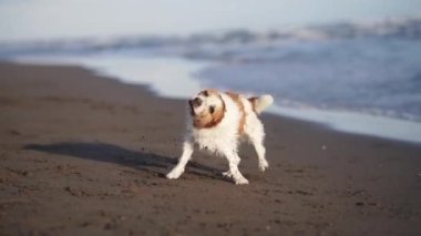 Sahilde yatan, yuvarlanan ve oynayan köpek. Jack Russell Terrier denizde. Aktif evcil hayvan, tatil.
