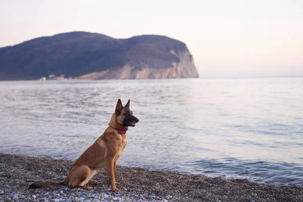 dog at sea. Belgian Shepherd - Malinois on the background of the water, on the beach. Walking with an obedient animal