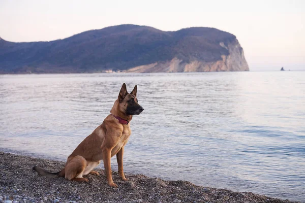Denizdeki Köpek Belçika Çobanı Malinois Suyun Arka Planında Sahilde Taatkar — Stok fotoğraf