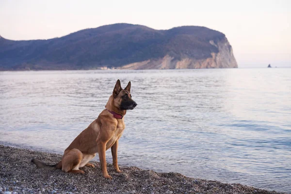 Cane Mare Pastore Belga Malinois Sullo Sfondo Dell Acqua Sulla — Foto Stock