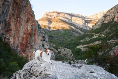 Dağlarda taş üstünde köpek. Evcil bir hayvanla yürüyüş. Jack Russell Terrier doğanın zirvesinde