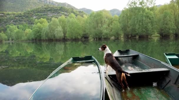 Hund Einem Boot Bei Sonnenaufgang Schönes Haustier Auf Einem Morgendlichen — Stockvideo
