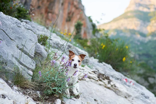 stock image dog on a stone at mountains in flowers. Hiking with a Pet. Jack Russell Terrier in nature, at its peak