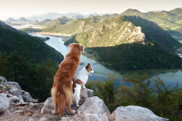 Две Собаки Стоят Горах Смотрят Реку Новая Шотландия Утиный Ретривер — стоковое фото