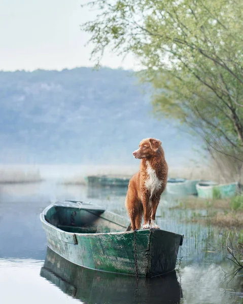狗在船上 新斯科舍省的鸭托林回收在阳光下 与大自然中的宠物一起旅行和冒险 — 图库照片