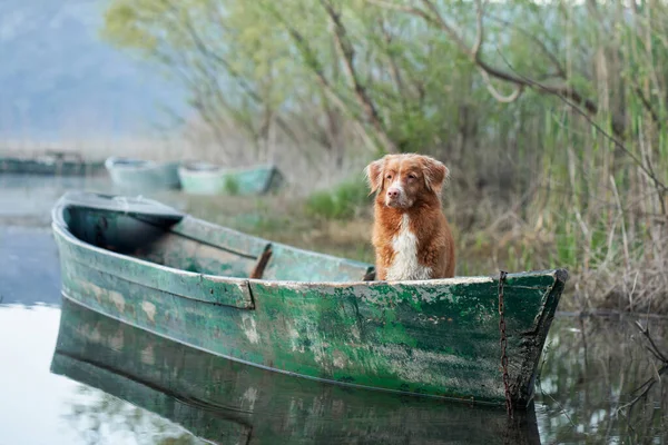 dog in the boat. The Nova Scotia Duck Tolling Retriever at sun. Travel and adventure with a pet in nature