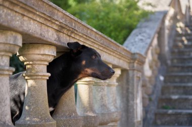 Köpek dikizliyor. Köpek çitte. Şehirde evcil hayvan