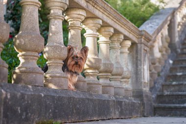 Köpek dikizliyor. Çitteki Yorkshire Teriyeri. Şehirde evcil hayvan