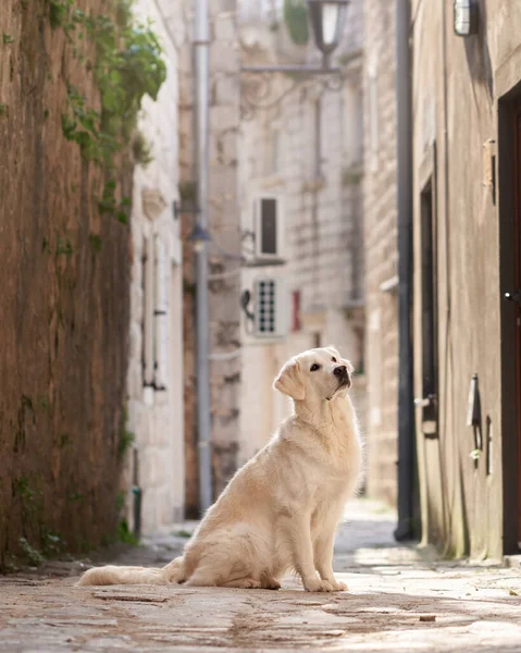 dog dog sitting in street, in the city. Golden Retriever on the background of the architecture of the old town center. Walking with a pet