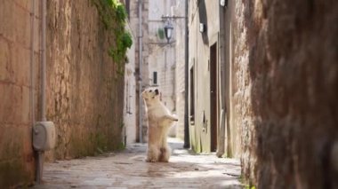 Köpek şehirde arka ayakları üzerinde duruyor. Eski şehir merkezinin mimarisinin arka planında Golden Retriever. Evcil bir hayvanla yürüyorum