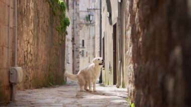 Köpek şehirde arka ayakları üzerinde duruyor. Eski şehir merkezinin mimarisinin arka planında Golden Retriever. Evcil bir hayvanla yürüyorum
