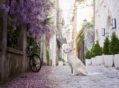 Şehirde bir köpek. Eski şehir merkezinin mimarisinin arka planında Golden Retriever. Evcil bir hayvanla yürüyorum