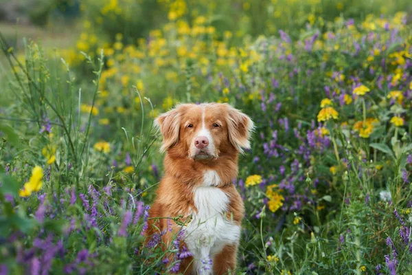野花丛中的狗 夏天的心情新斯科舍省的鸭群在花朵中觅食 户外宠物 — 图库照片