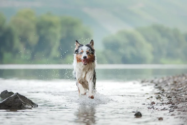 犬は水の上を走る 湖の上にオーストラリアの羊飼いマーブルド — ストック写真