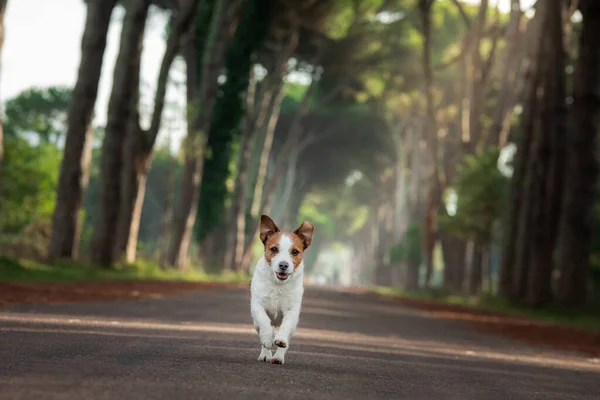 Perro Está Corriendo Por Hermoso Camino Feliz Jack Russell Terrier — Foto de Stock