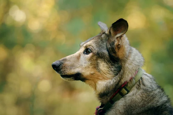 Portrait Dog Nature Close Outbred Outdoors — Stock Photo, Image