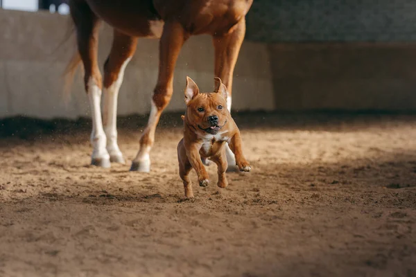 Hund Och Röd Häst Stallet Staffordshire Bull Terrier Kommunicerar — Stockfoto
