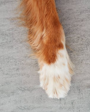 Kırmızı - beyaz köpek pençesi. Yakın plan. Kapalı 