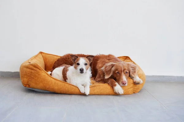 Две Большие Маленькие Собаки Лежат Жёлтой Кровати Фоне Белой Стены — стоковое фото