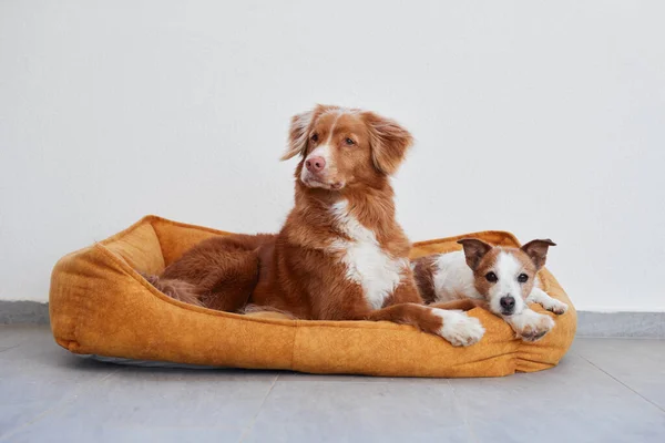 Dos Perros Pequeños Grandes Acuestan Cama Mascota Amarilla Sobre Fondo — Foto de Stock