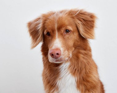 Beyaz arka planda kırmızı bir köpeğin portresi. Güzel Nova Scotia ördeği içeride av köpeği çalıyor