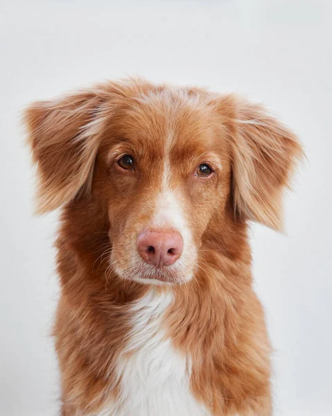 stock image portrait of a red dog on a white background. Beautiful Nova Scotia duck tolling retriever indoor