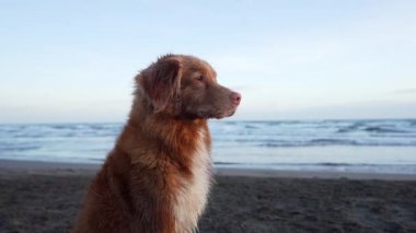 Denizde kırmızı ıslak köpek. Denizde kırmızı ıslak köpek. Nova Scotia Retriever Suyun yanında