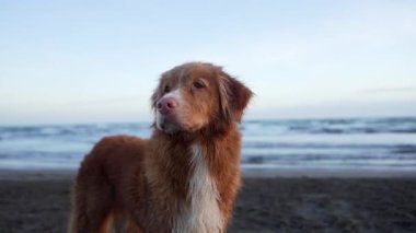 Denizde kırmızı ıslak köpek. Denizde kırmızı ıslak köpek. Nova Scotia Retriever Suyun yanında