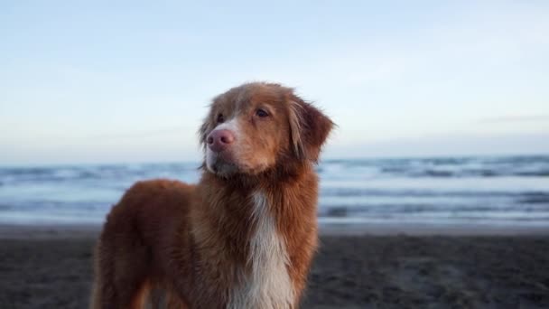 海上的红色湿狗 海上的红色湿狗 新斯科舍在水边打捞 — 图库视频影像
