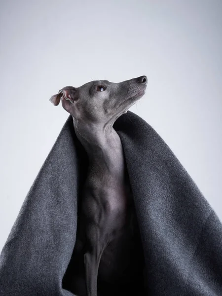 Greyhound Italiano Cobertor Branco Cães Doces Estúdio — Fotografia de Stock