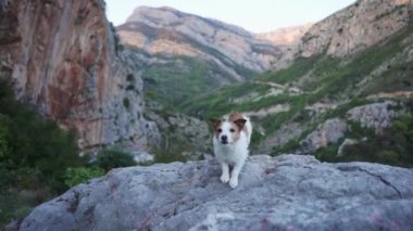 Dağlarda taş üstünde köpek. Evcil bir hayvanla yürüyüş. Jack Russell Terrier doğada