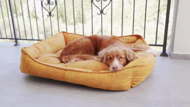 Pies Żółtym Łóżku Zwierząt Domowych Balkonie Taras Słodki Zwierzak Odpoczywa — Wideo stockowe