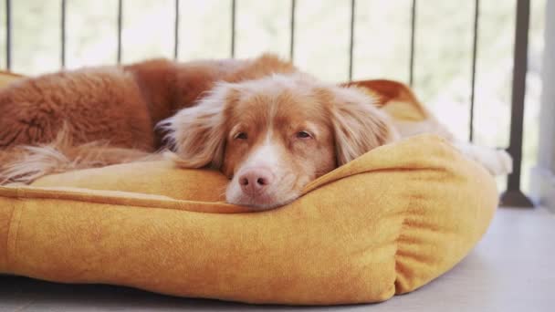 Pies Żółtym Łóżku Zwierząt Domowych Balkonie Taras Słodki Zwierzak Odpoczywa — Wideo stockowe