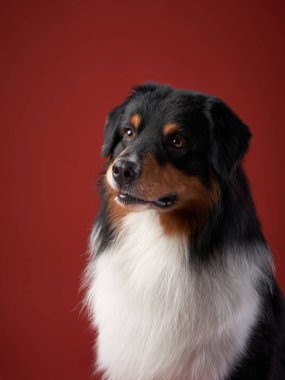 Avustralyalı köpek çobanlar, stüdyodaki Avustralyalılar kırmızı arka planda. Evcil hayvan.