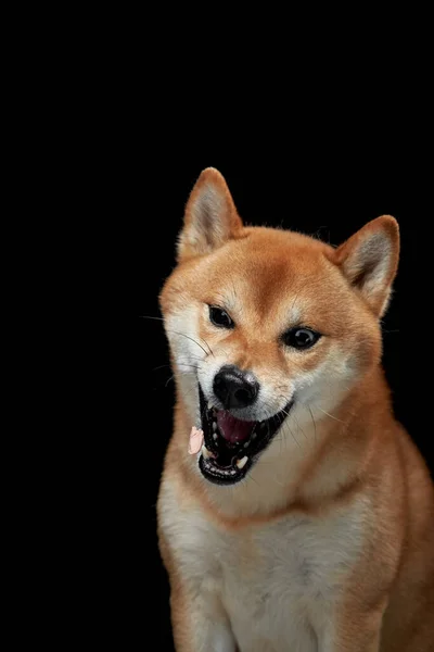 Funny Dog Snarls Black Background Shiba Inu Worth Muzzle Studio — Stock Photo, Image