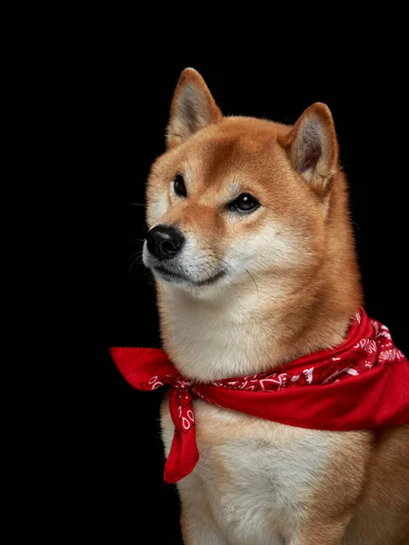 Hund Mit Rotem Kopftuch Schal Den Hals Charmanter Shiba Inu — Stockfoto